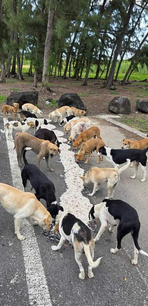 Chien nourri grâce à Solipaws