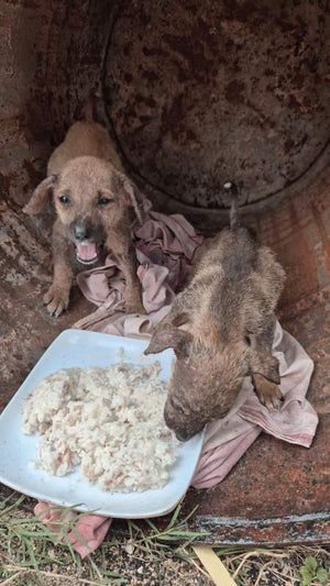 Chien nourri grâce à Solipaws