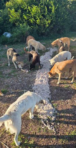 Chien nourri grâce à Solipaws