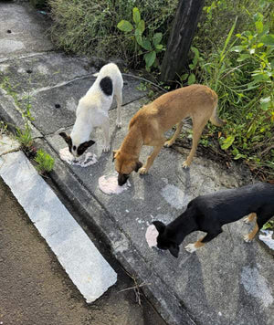 Chien nourri grâce à Solipaws