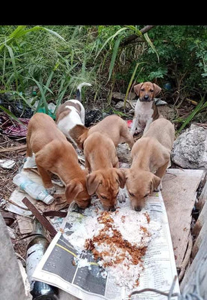 Chien nourri grâce à Solipaws