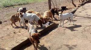 Chien nourri grâce à Solipaws