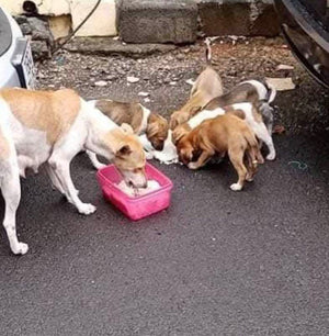 Chien nourri grâce à Solipaws