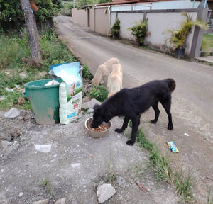 Chien nourri grâce à Solipaws